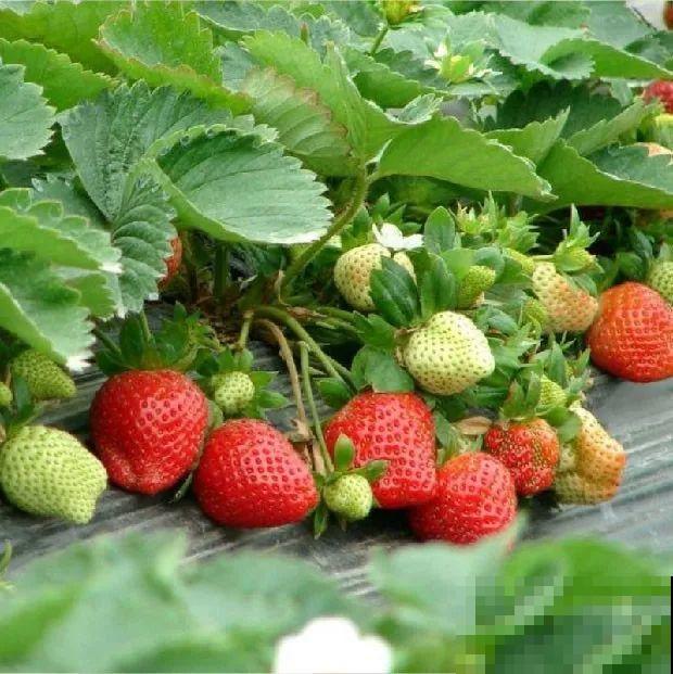 这5种花就适合冬天养，满盆都是金果子，好吃又好看！