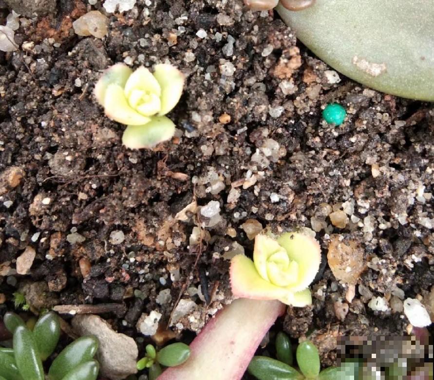 多肉植物叶插用什么土？学一招，多肉长成胖小子！