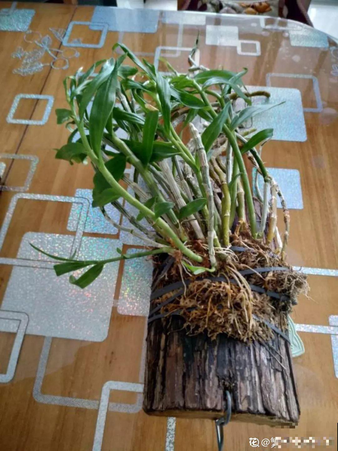 养这花不用土，装进塑料袋喷喷水，叶子绿油油越长越好！