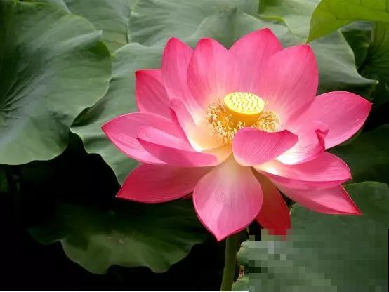 12种名花，如12位良师益友，与之相伴今生足矣！