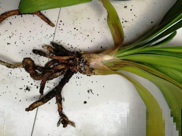 10种花，冬天切记管住手，小心浇完水就掉叶子！