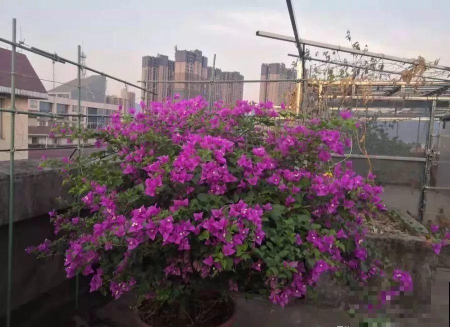 她在楼顶养花种菜，再喂喂鸡，日子过得悠闲又自在！