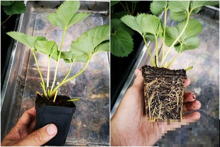 5块钱的水果埋土里，半年养成守家树，邻居都想花钱买！