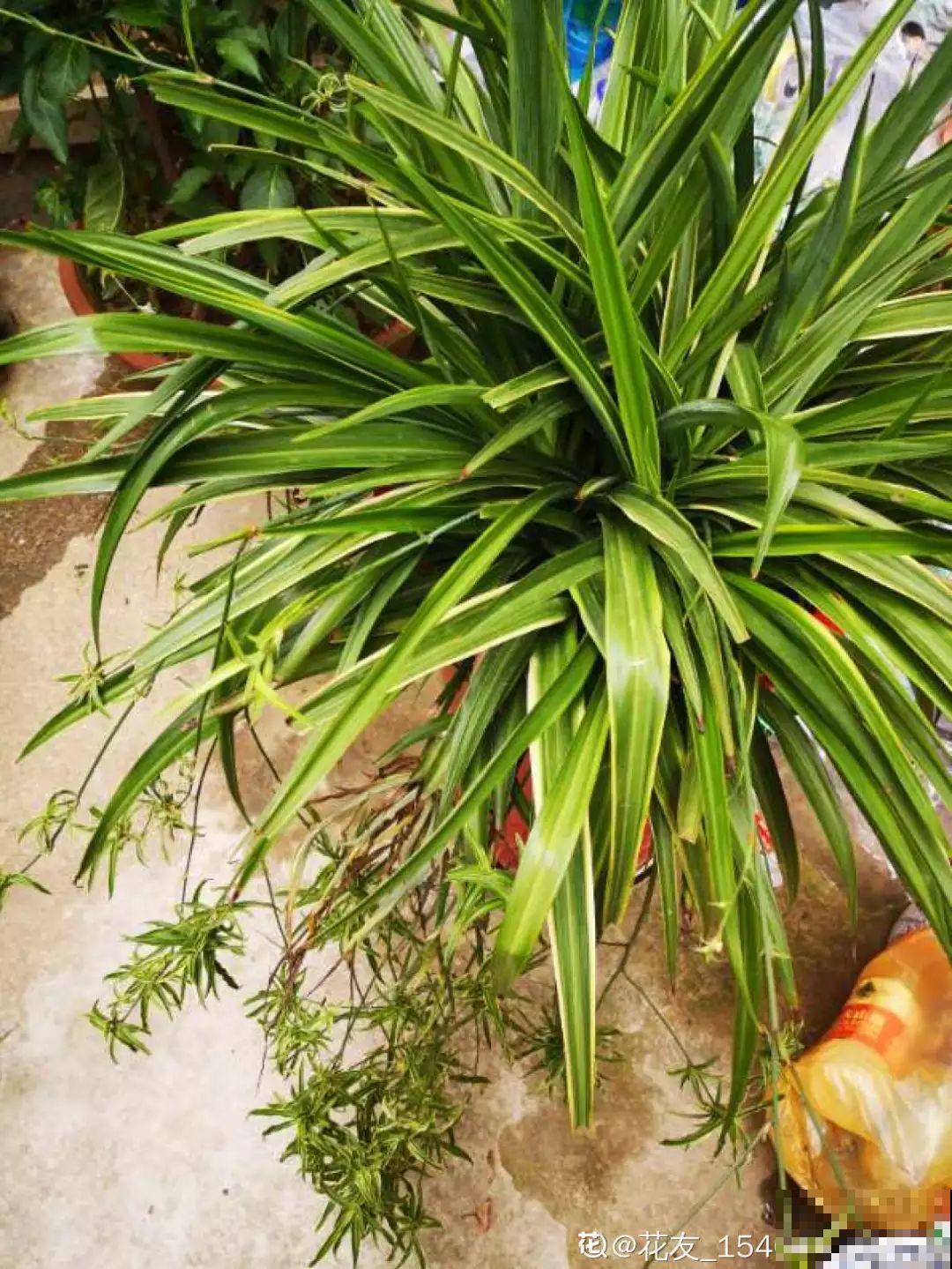 这花太能生,3年冒了25棵,敲破盆才能拿出来! 这花太能生,3年冒了25棵,敲破盆才能拿出来!