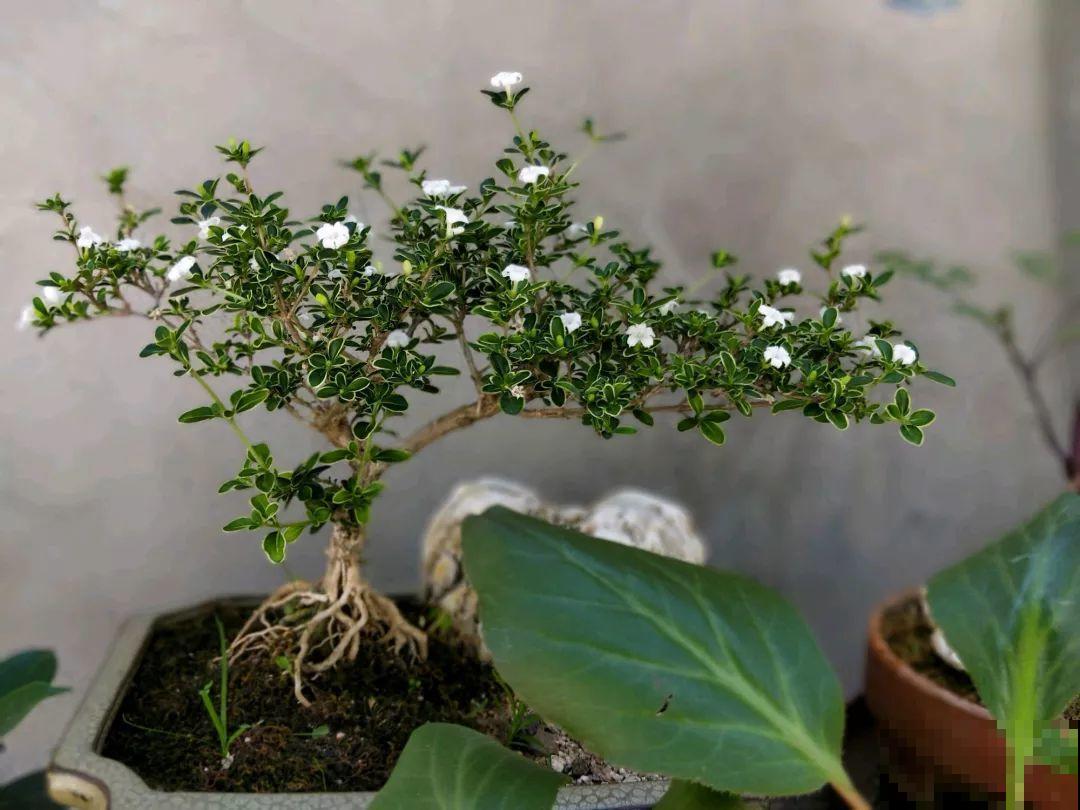 想养好花，就得付出劳动，从开花到结果，无一不是美的！