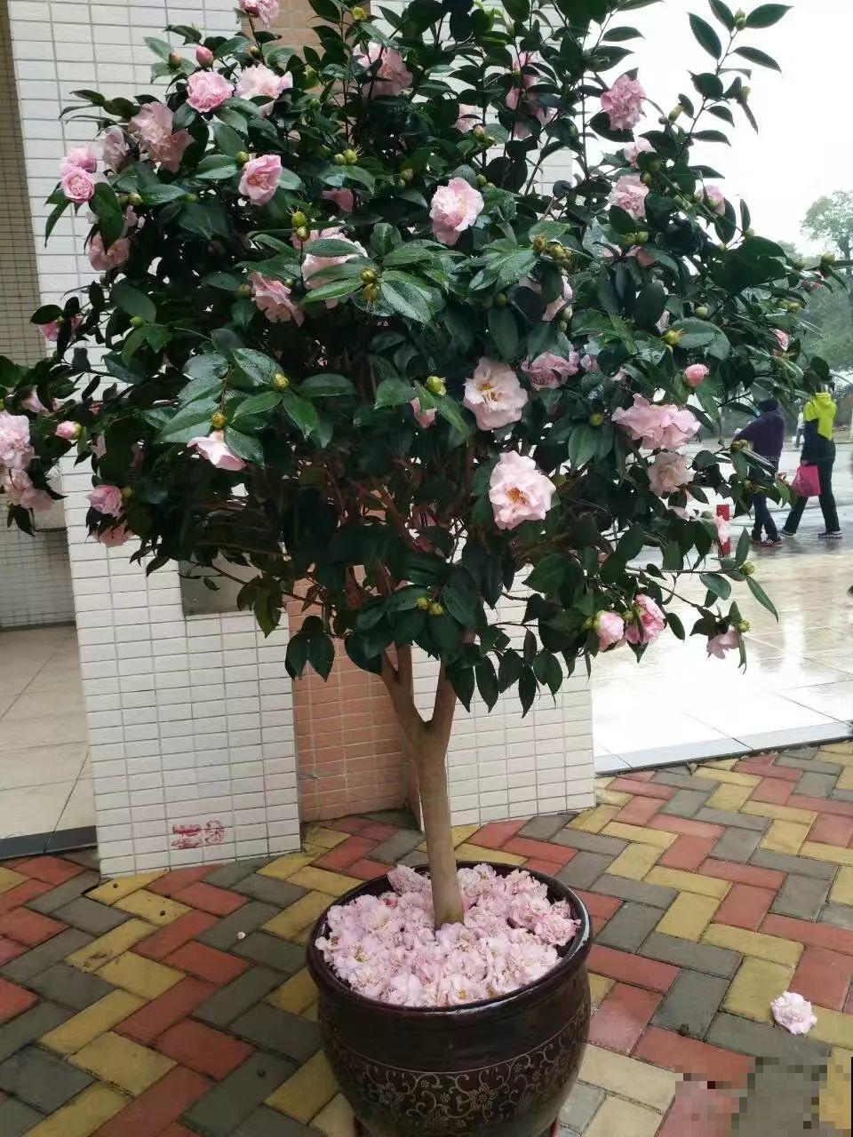 14种香水花，家里摆一盆，满屋子都是香味！