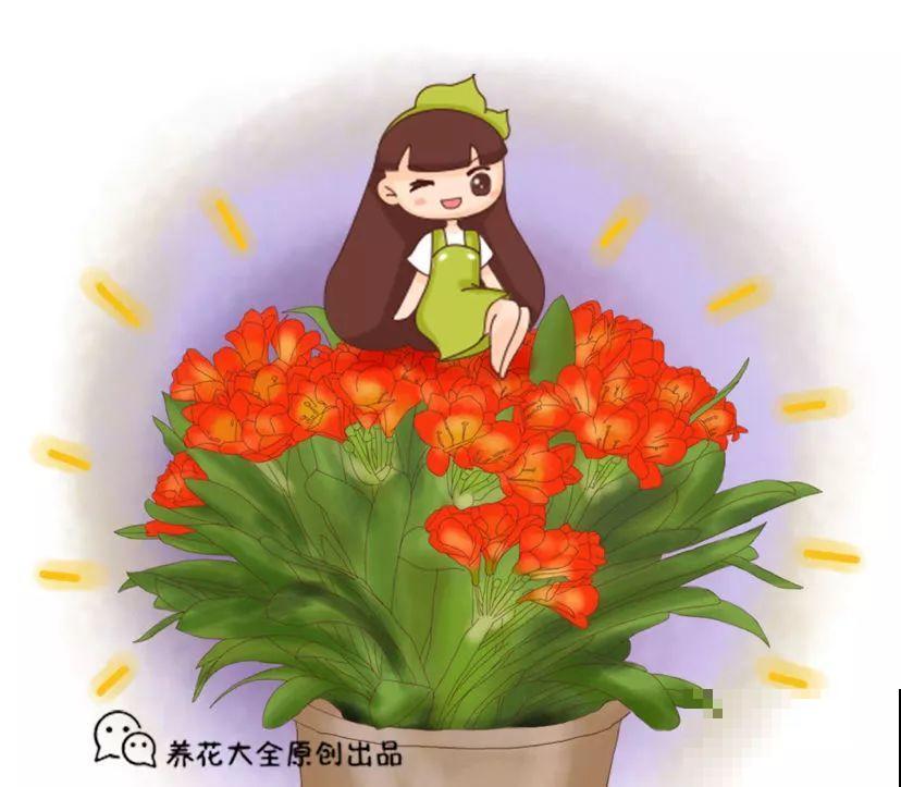君子兰花后别乱剪，剪错了烂叶烂心，再也不开花！