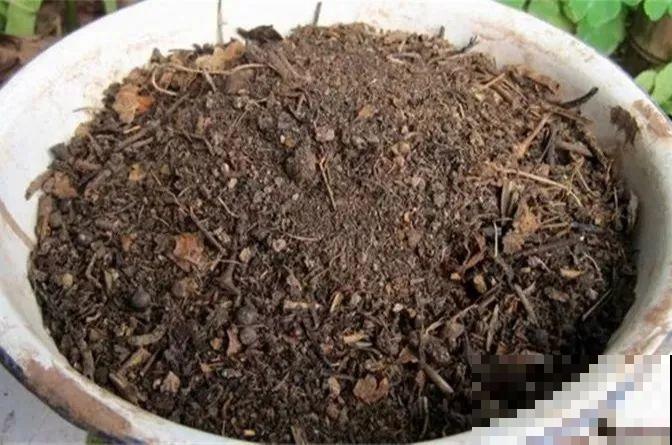 这些花爱吃醋，得用酸土养，不然黄叶不长个！