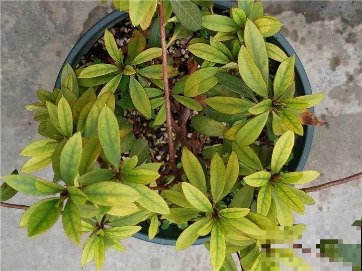 都说这花难养，10年不换盆，年年开花成宝贝！
