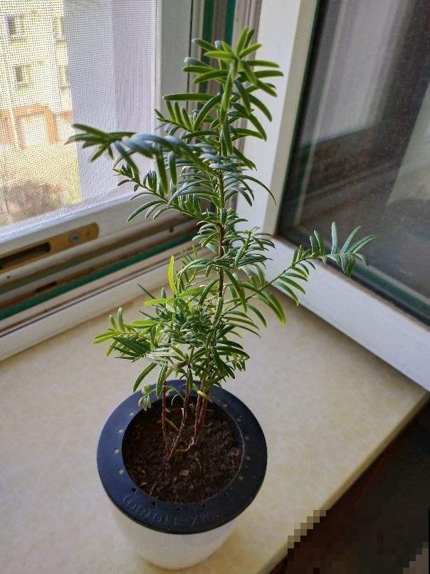 这花是出了名的不好养？教你几招，啥毛病也没有了！
