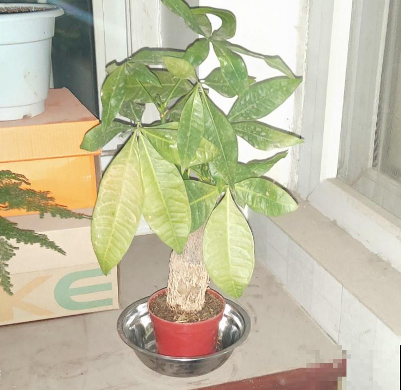 春节期间必选植物，这4种，增添氛围，十分喜庆！