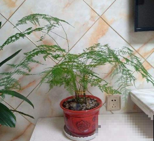 文竹要舍得剪，剪成“小森林”，摆在家里特别赏心悦目！