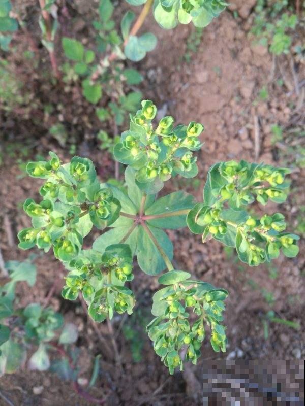 野外看见这野草千万别随便碰，否则皮肤疼痛难忍，可别怪没人提醒