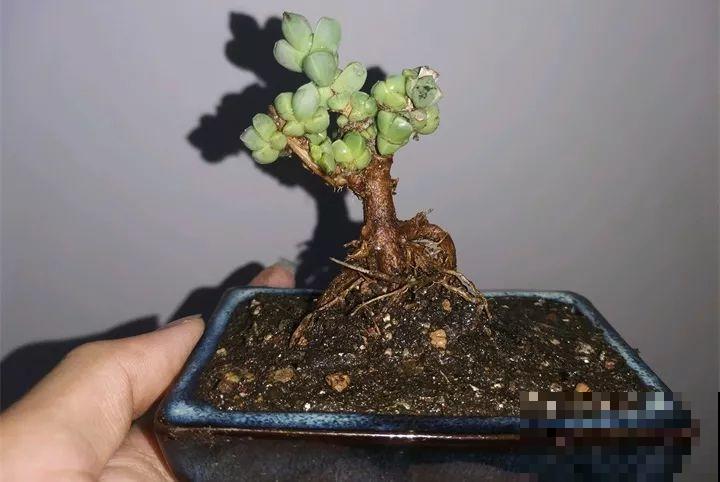 这4种花，把根拎出来养一年，身价立马翻倍涨！
