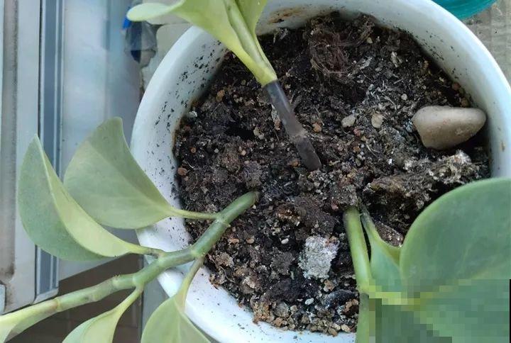 20种花最怕冷，一降温就黄叶，不做准备只剩空盆了！