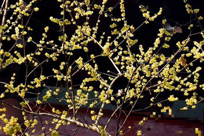 12种名花，如12位良师益友，与之相伴今生足矣！
