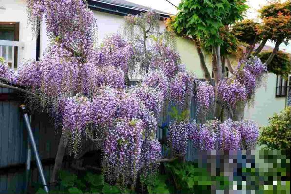 这6种花，最适合养在院子里，一棵就能变花园！