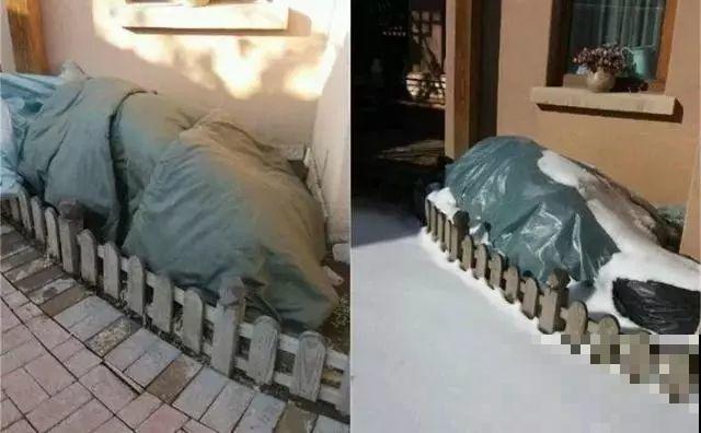 院子里养花，一盆水浇下去，一冬天都冻不死！