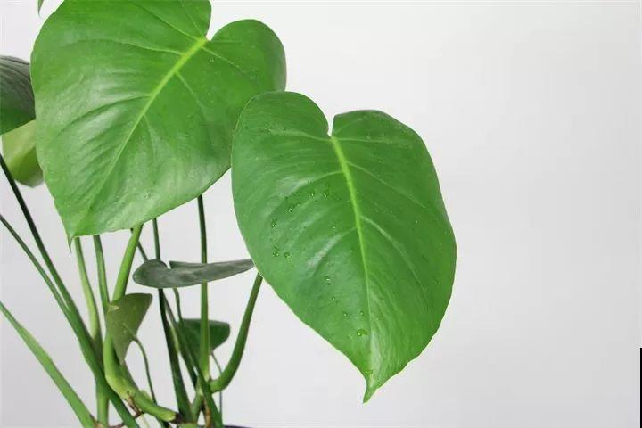 耐阴花摆客厅，光再弱也能蹭蹭长，净化空气效果比绿萝好多了！