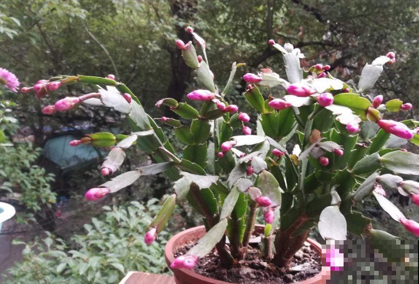 4种花，冬天可以放心养，喷喷水就开花！