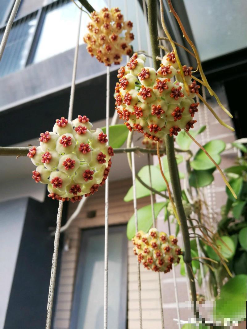 这花比绿萝还耐阴，一年垂下2米长，开花满屋子飘香！