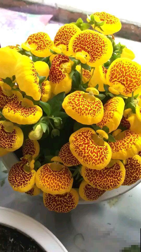 这花一开众人惊，花型奇特寓意好，荷包满满发大财！
