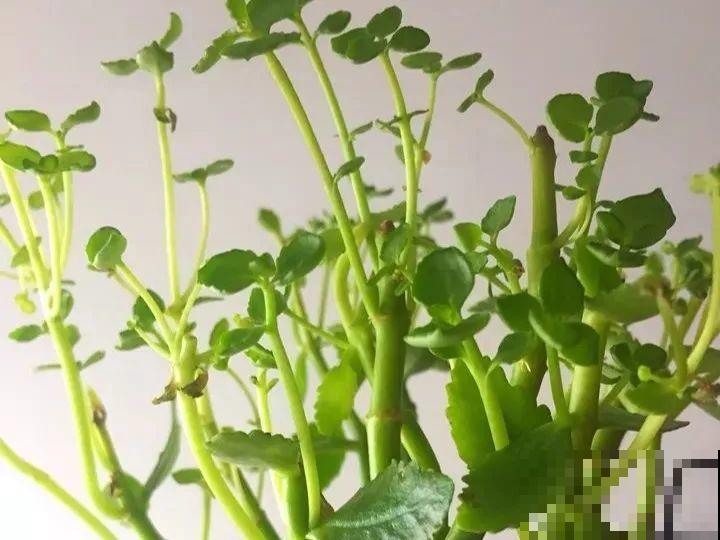 长寿花搬回家，记住“四不要”，免得掉得满地都是花苞！