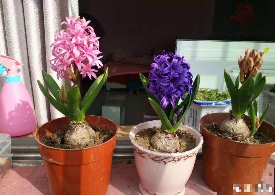 这些花爱吃醋，得用酸土养，不然黄叶不长个！