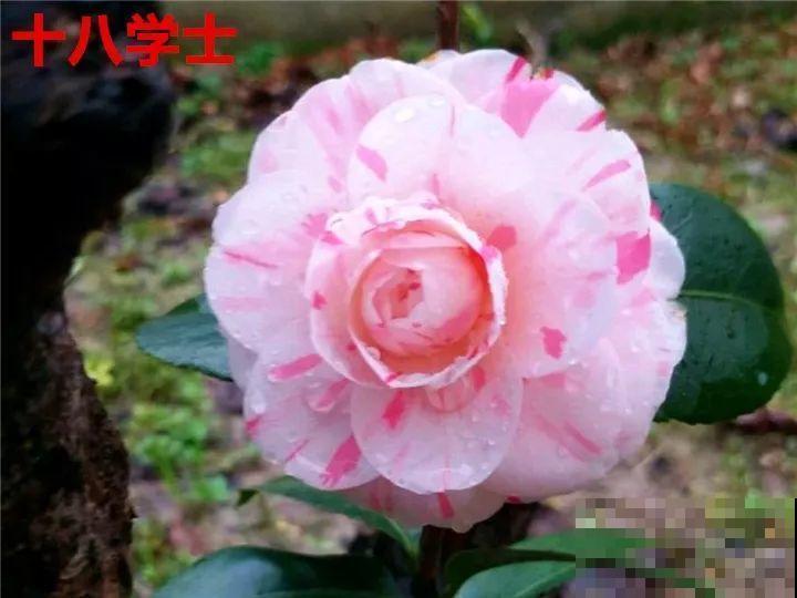 这花想要冬天开，就得狠心剪两刀，满树红花惹人爱！