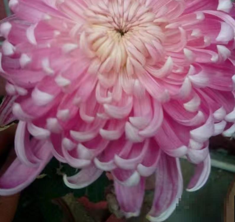 原来菊花还可以扦插，掐个枝，一盆变多盆！