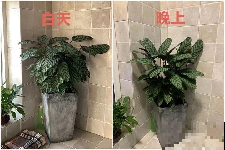这种仙人掌还是别养了，管不住，自己容易长腿跑了！