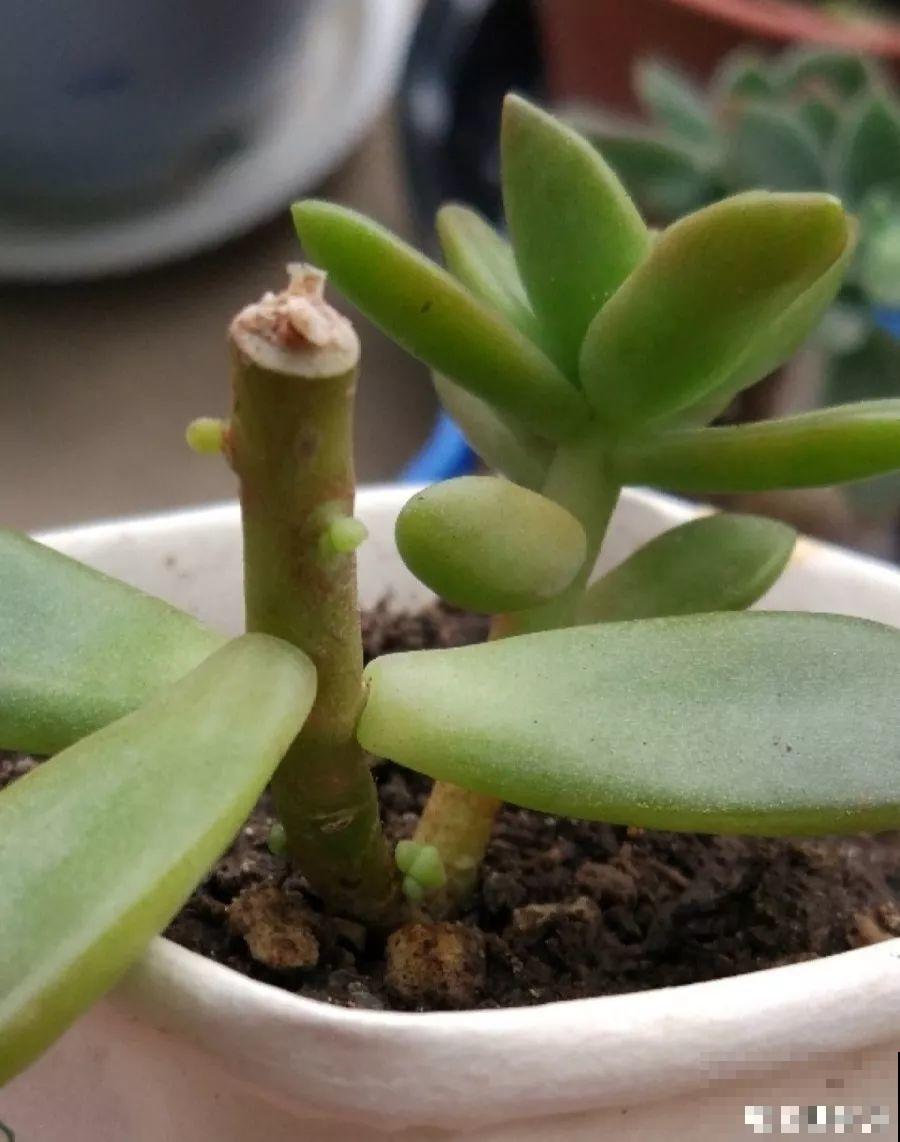 家里有这4种花，砍1刀能憋8个芽，两个月就爆盆！