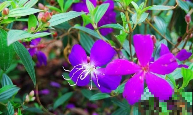 你见过这种野牡丹吗？俗名土得要命，开花却美呆众人！