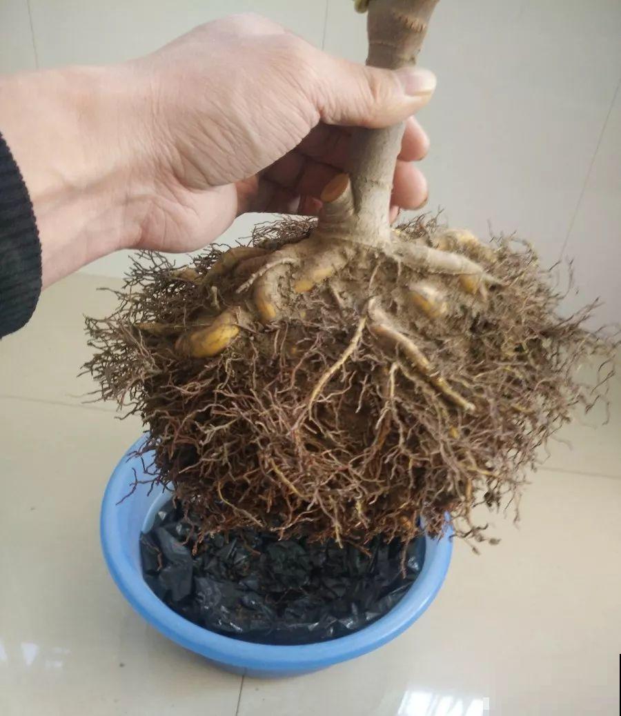 瑞香养好了，能长成一棵大花树，连开俩月不带停！