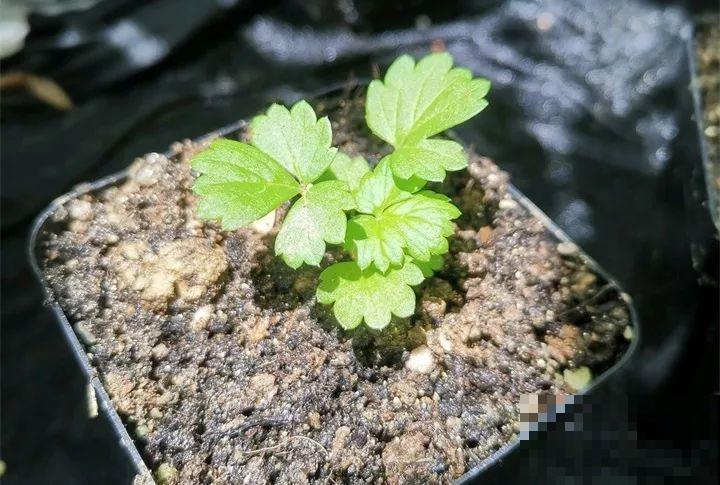 5块钱的水果埋土里，半年养成守家树，邻居都想花钱买！
