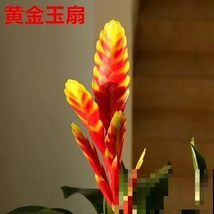 这花一开就是大半年，红红火火，不知道的还以为是塑料花！