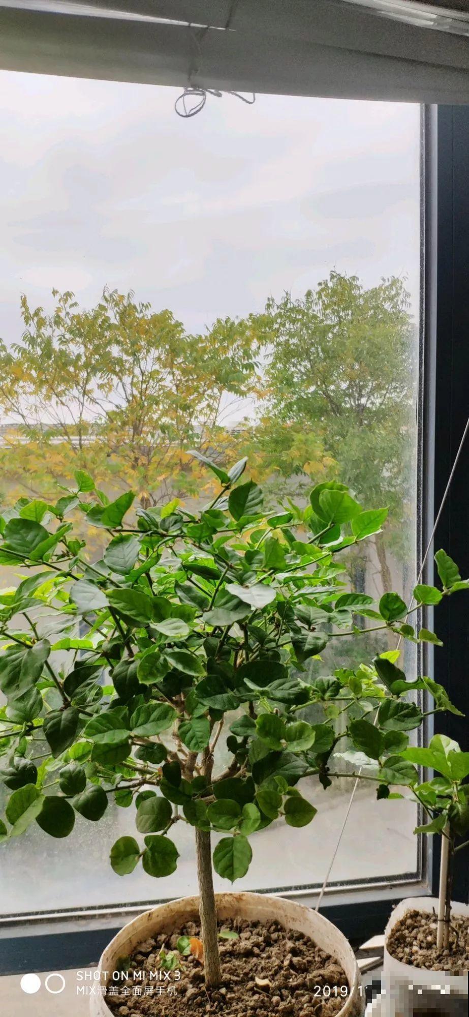 阳台封闭不通风养花，就选这8种花，能种出一个室内花园！