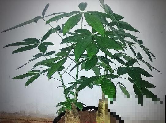 这花最怕水，一浇就烂根，旱一旱反而枝繁叶茂！