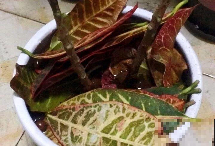 20种花最怕冷，一降温就黄叶，不做准备只剩空盆了！