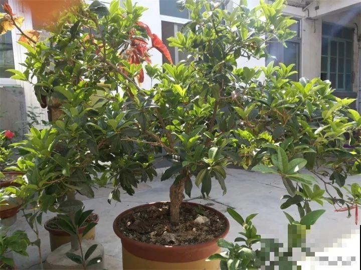 家里有这花，冬天不能太保暖，低温冻一冻开花才更旺！
