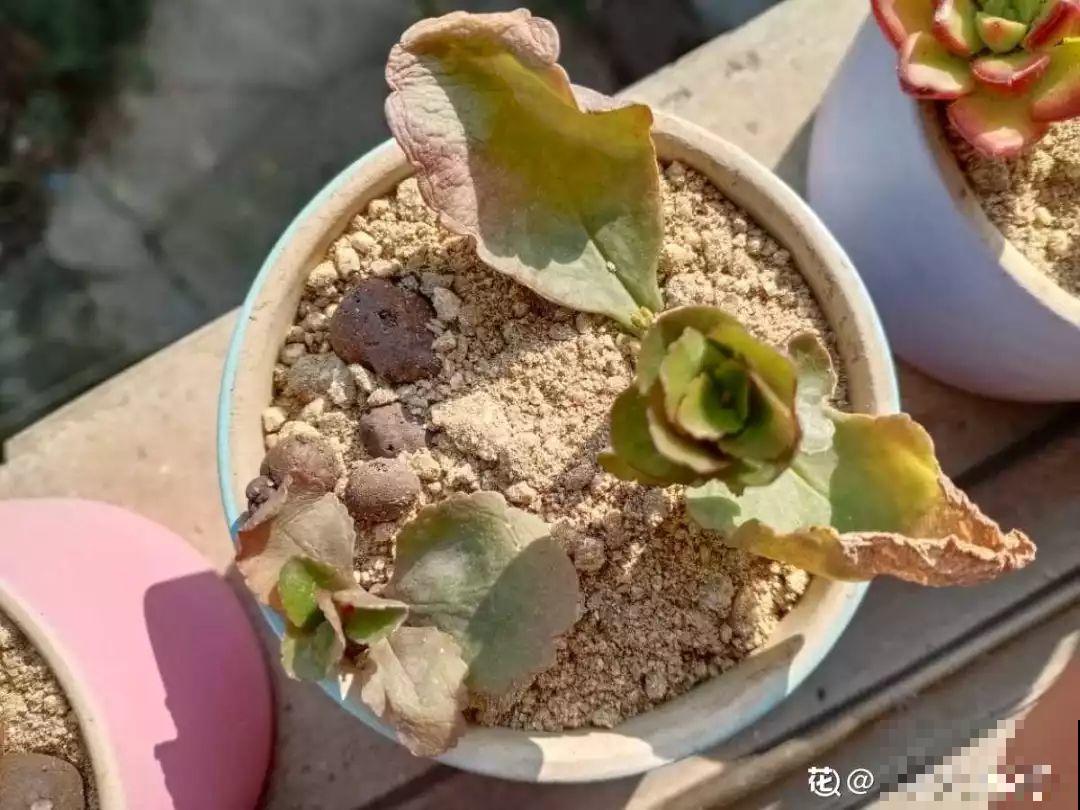 长寿花搬回家，记住“四不要”，免得掉得满地都是花苞！