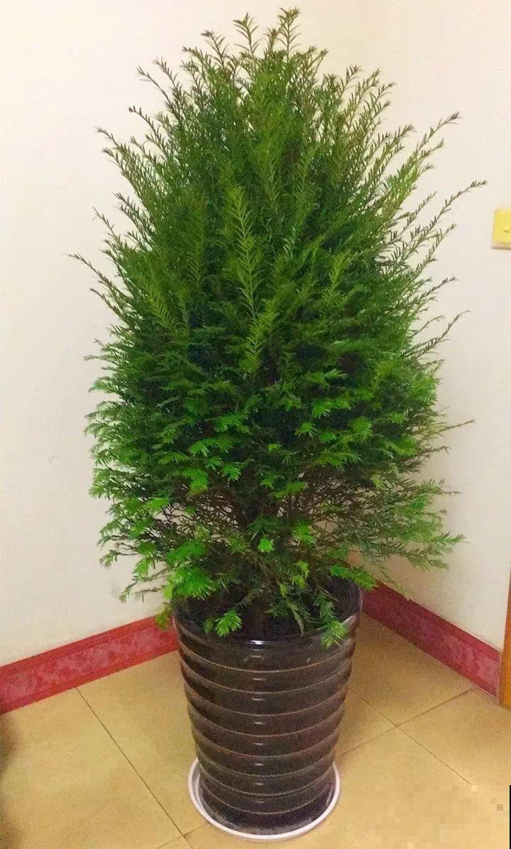 冬天养不好花，不如养棵树，霸气上档次，满满的安全感！