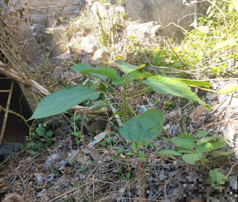 以前拿来喂兔子的野菜，没想到营养价值这么高，城里人争着买来吃