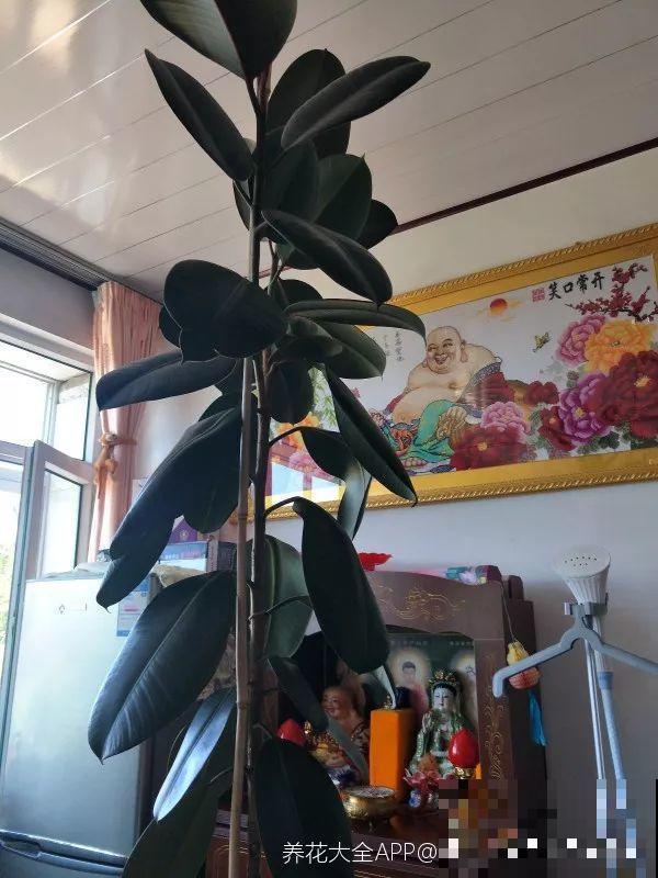 客厅就养这4种花，威武霸气，开花还漂亮！