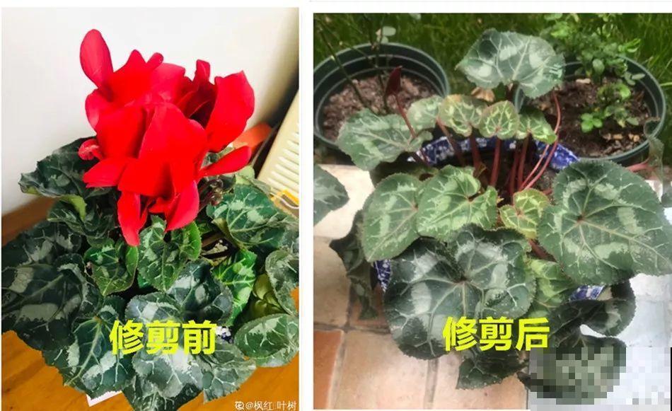 这6种花开败了？抓紧剪两刀，还能再开两三茬！