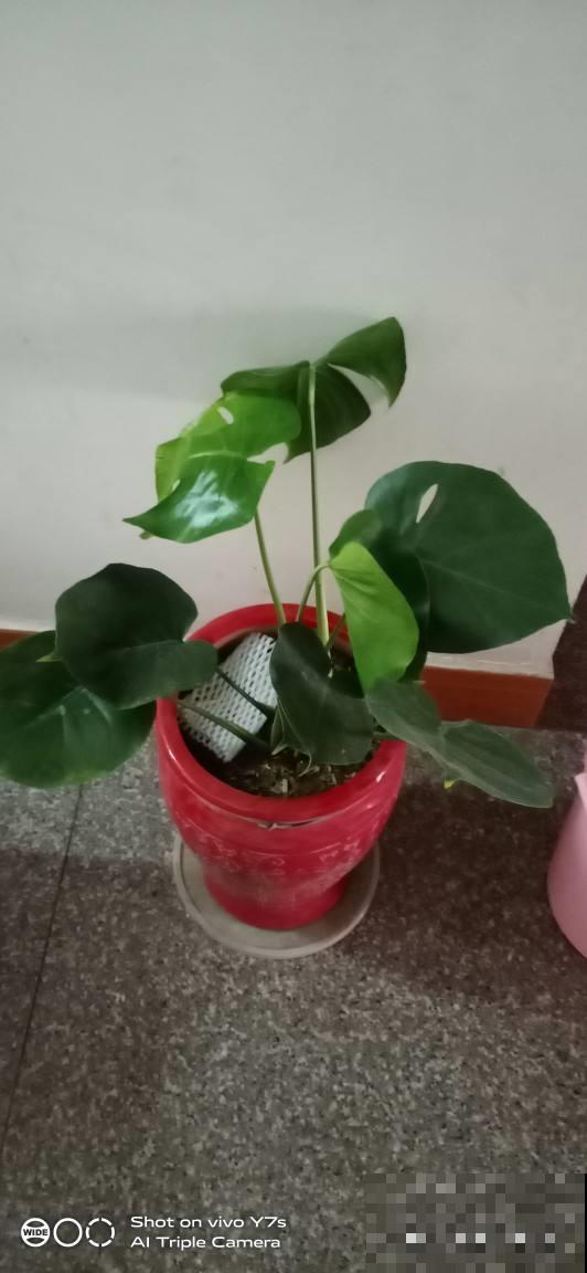 家里龟背竹不开背，原来是这几件事没做对，赶紧改了！
