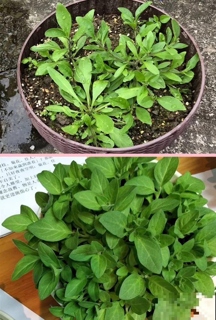 10种花，现在就得赶紧剪，不然熬不过冬天！