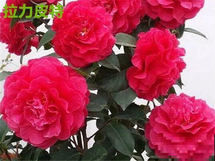 这花想要冬天开，就得狠心剪两刀，满树红花惹人爱！