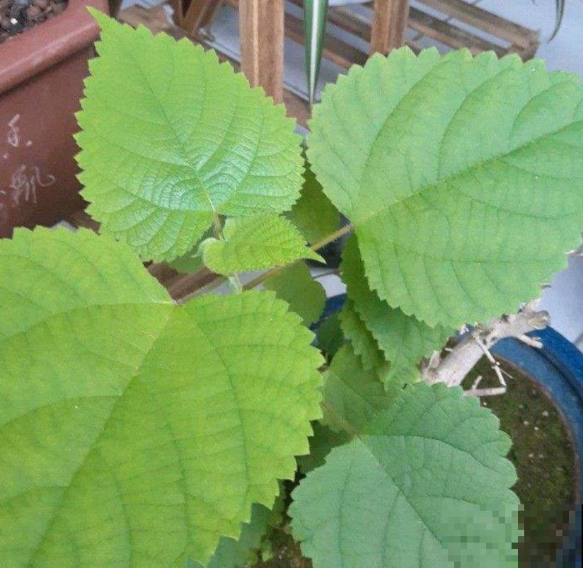 以前拿来喂兔子的野菜，没想到营养价值这么高，城里人争着买来吃