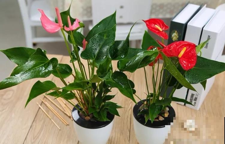家里的花摆对位置，才能事事顺心，发大财！
